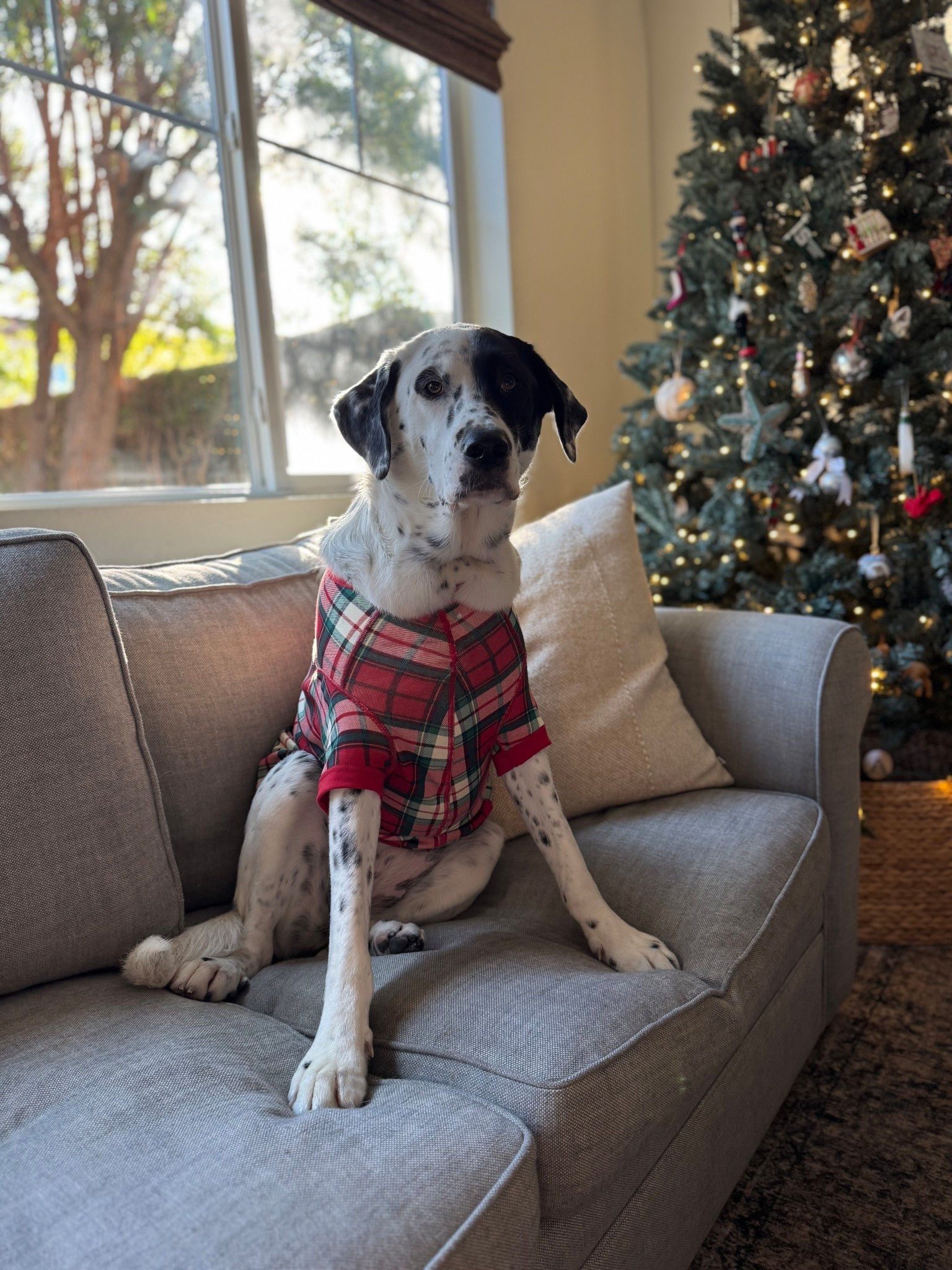 Queenie in her Christmas pajamas!!!!! 

#LTKHoliday #LTKCyberWeek