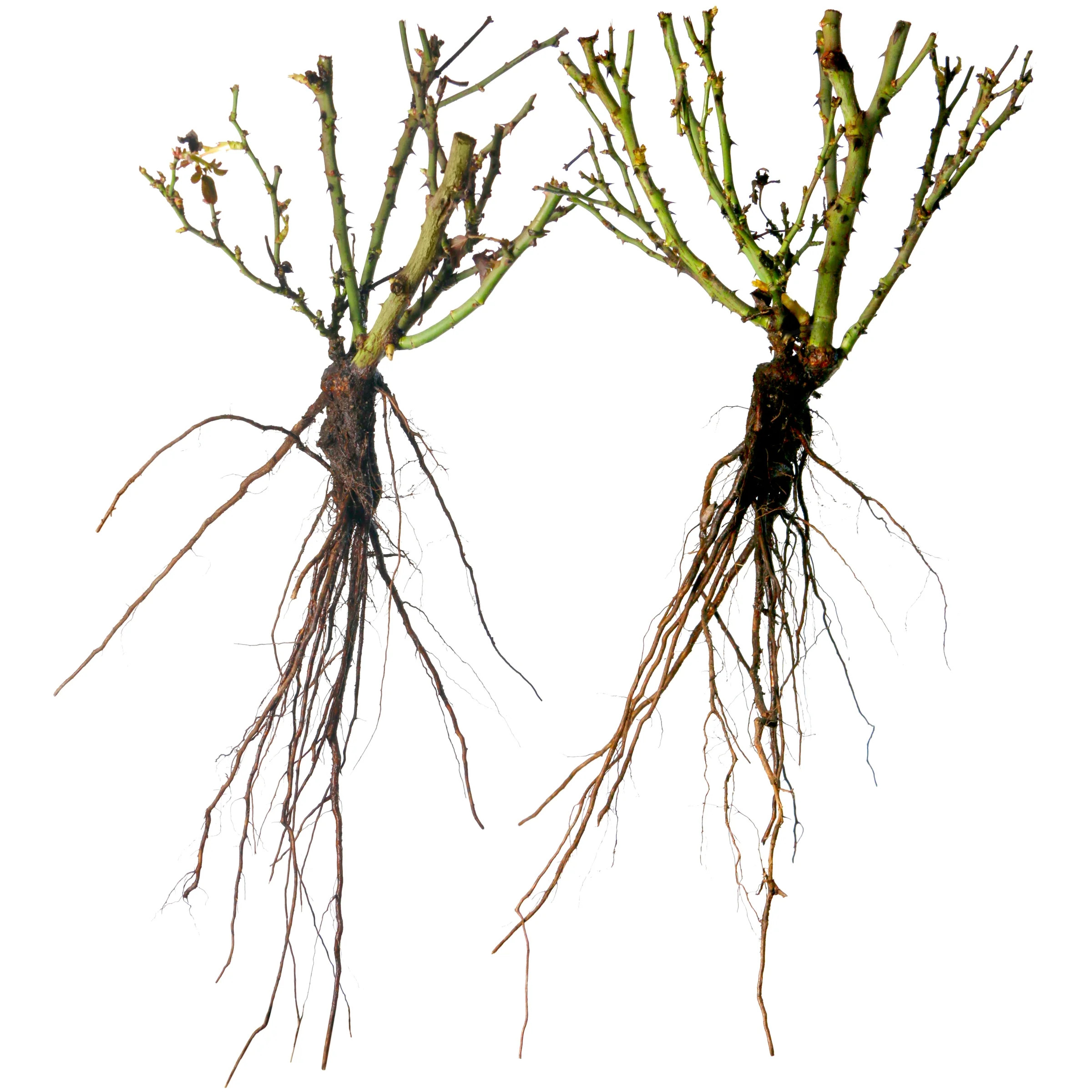 Scentables ™ Bareroot Raspberry Cupcake ™ Hybrid Tea Rose - Live Shrub with Full Sun - 2 Piec... | Walmart (US)