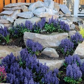 Spring Hill Nurseries Chocolate Chip Bugelweed Plant Ajuga Dormant Bare Root Perennial Groundcove... | The Home Depot