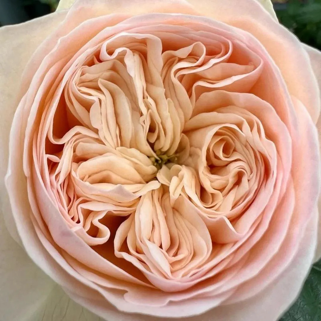 Royal Romance — Rare Rose Live Plant — Dutch Florist Shrub Rose — Elegant Creamy Pink Apric... | Etsy (US)