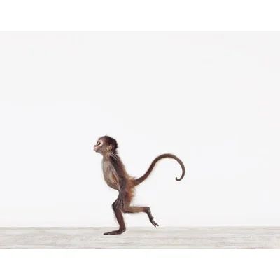 Baby Animals 'Baby Monkey No.2' by Sharon Montrose Photographic Print Size: 7" H x 9" W | Wayfair North America
