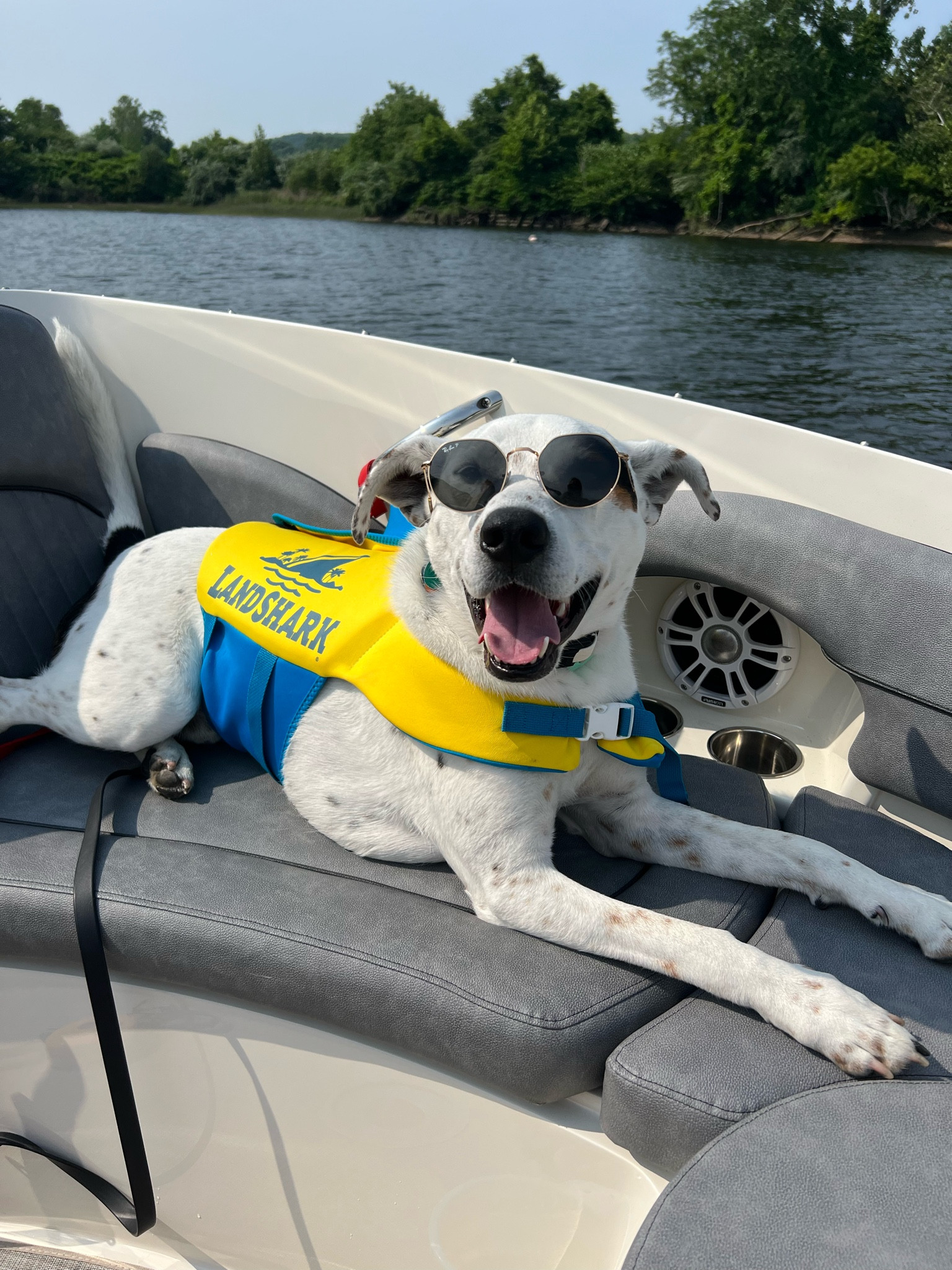 dog life jacket recs! helps them be able to swim longer! 

#LTKFind #LTKunder50 #LTKSeasonal
