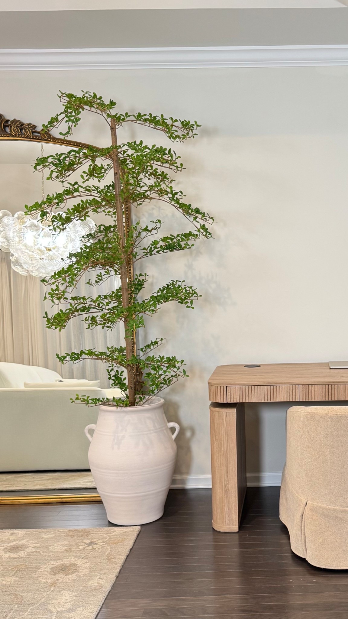 Black olive trees | Natural looking Olive tree | 

#LTKHome