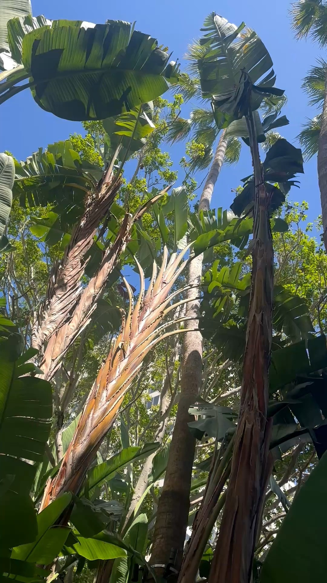 Hot summer days are made for slowing down by the pool. I love how the tall palms and lush tropical greenery create a cool, shaded escape—just moments from the beach, with that perfect coastal breeze in the air. 🌴☀️

#PoolsideStyle #SummerEscape #CoastalLiving #BeachsideLiving #ResortStyle #OutdoorLiving #Poolside #TropicalGarden #LushGreenery #PalmTrees #SummerMood #WeekendGetaway

#LTKdayinmylife #LTKvlog #LTKTravel