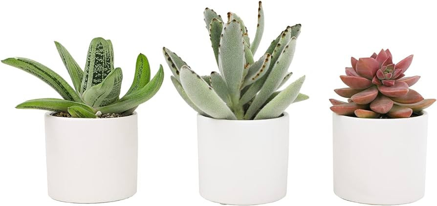 Live Succulents in White Planter Pots (3 PK), Live Succulent Plants Live Plants in Succulent Pots... | Amazon (US)