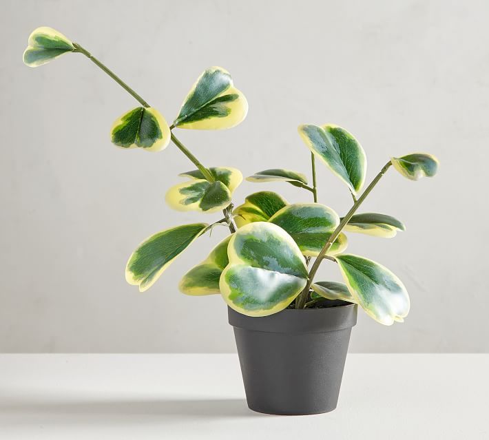 Faux Potted Trailing Heart Houseplant | Pottery Barn (US)