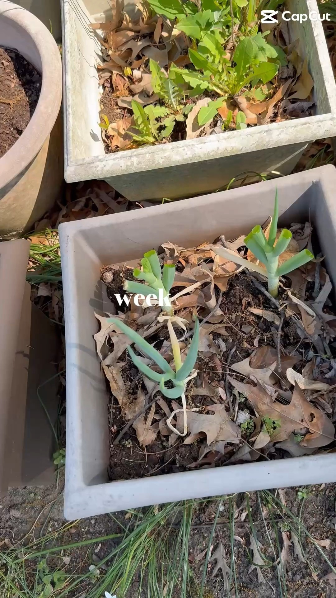 This was how my week went. Busy, productive and back to doing the things I love! #LTKover50 #LTKdiy #LTKgardening

#LTKdayinmylife #LTKvlog #LTKOver40