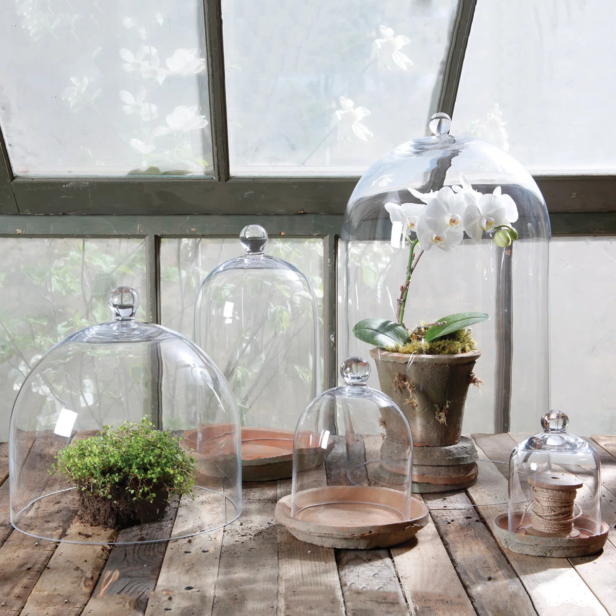 Baines Glass Dome | Wayfair North America