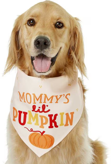 FRISCO Mommy's Lil Pumpkin Dog & Cat Bandana, Medium/Large - Chewy.com | Chewy.com