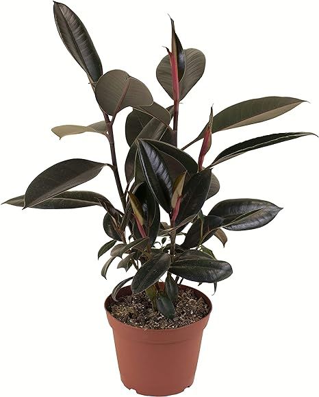 Shop Succulents | Standing Collection | Hand Selected, Air Purifying Live Burgundy Tree Indoor Ho... | Amazon (US)