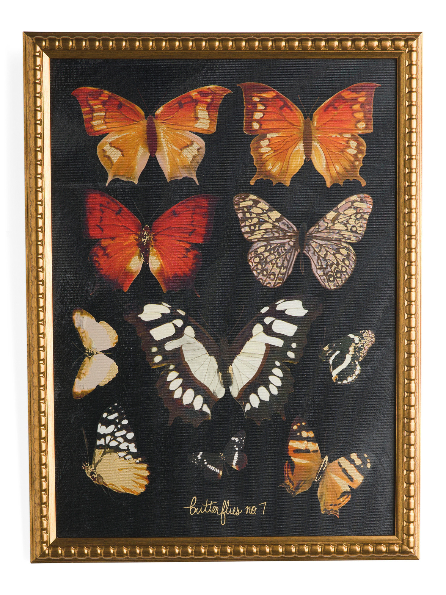 18x24 Butterfly Anatomy Framed Wall Art | TJ Maxx