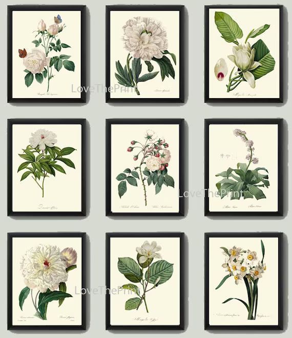 White Flower Print SET of 9 Art Prints Redoute Beautiful | Etsy | Etsy (US)