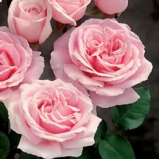 4 in. Cupcake Mini Rose with Pink Flowers (3-Piece) | The Home Depot