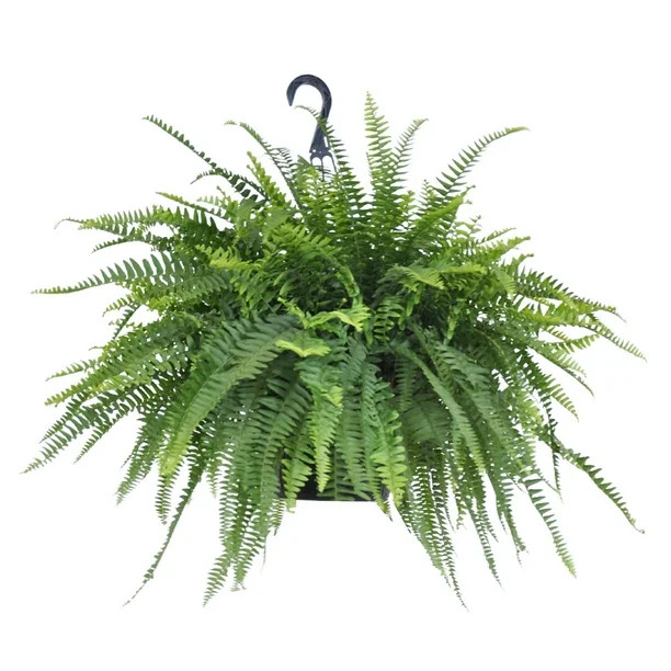 United Nursery Live Boston Fern Green Indoor Tropical Houseplant 24-28in Wide in 10in Hanging Bas... | Walmart (US)