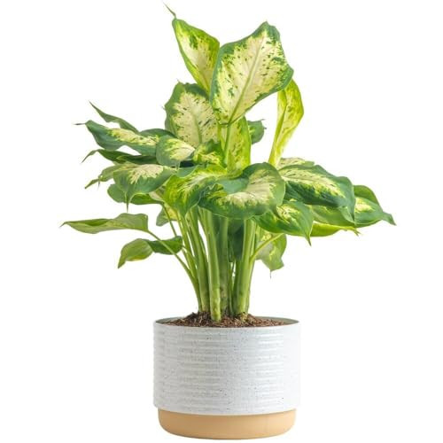 Costa Farms Live Dieffenbachia Plant, 1-Foot Tall, Easy to Grow Indoor Houseplant in 6-Inch Plant Pot, Living Room, Home and Office Decor | Amazon (US)