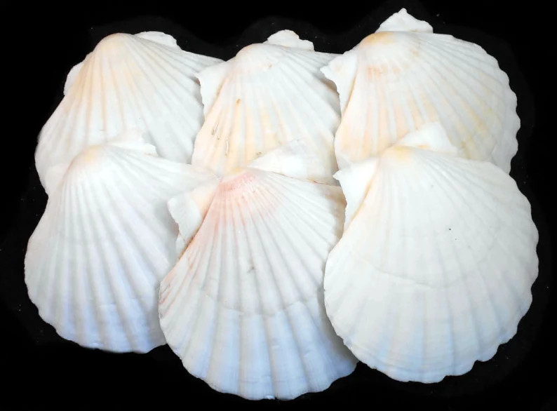 6 Extra Large Real Irish Baking Scallop Shells 4 1/2 - Etsy | Etsy (US)
