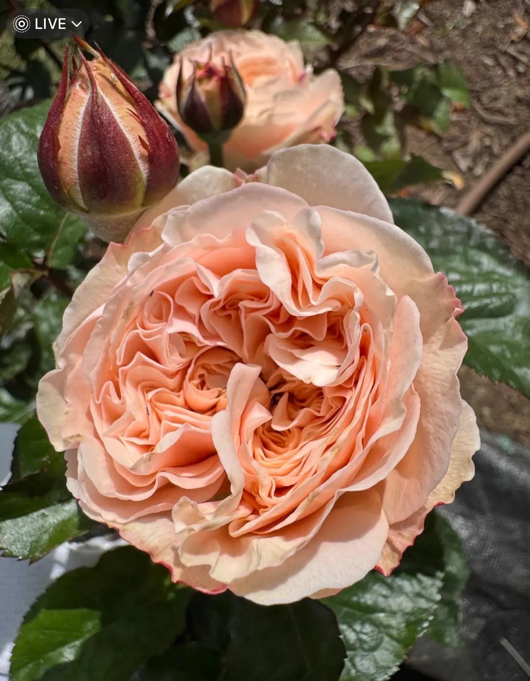 Paradise Beach — Rare Rose Live Plant — Soft Peach Salmon Gradient — Dutch Jan Spek Florist... | Etsy (US)