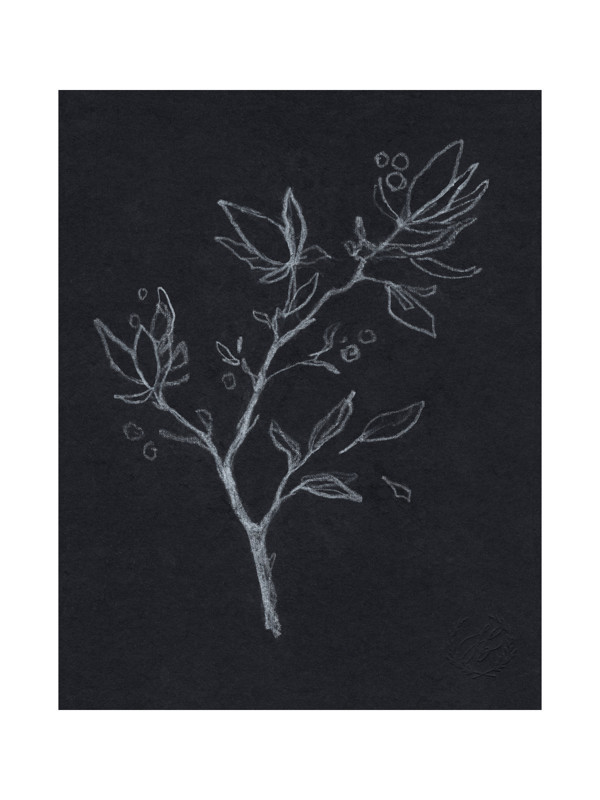 "Black & White Botanical no.2" - Marketplace Non-custom Art by Jess Blazejewski. | Minted