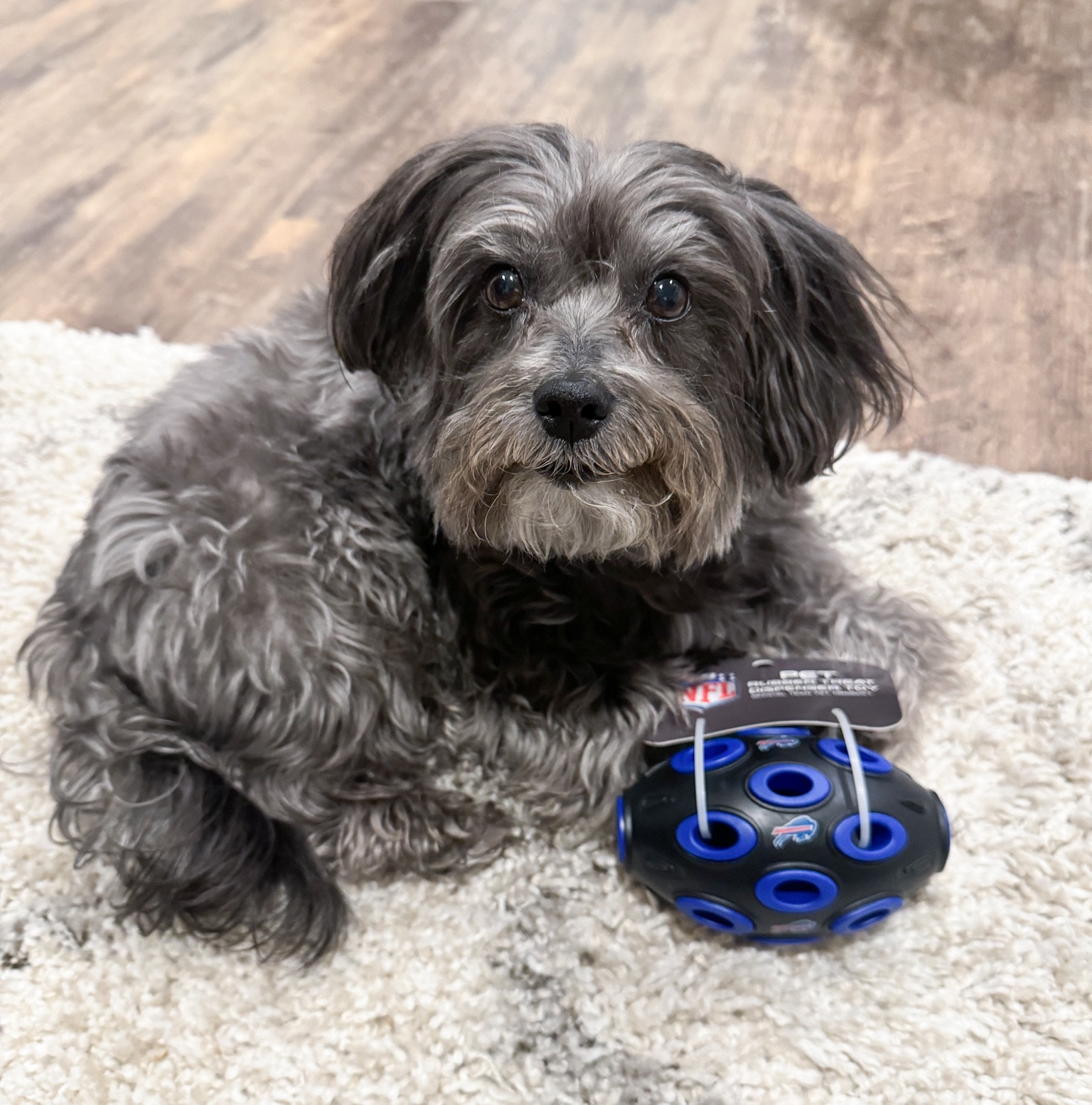Go Bills! Got a new puzzle football toy for the start of the NFL season! Let’s G Buff-a-lo!!! Available on Amazon & Petsmart. 

#LTKSeasonal #LTKFindsUnder50 #LTKHome