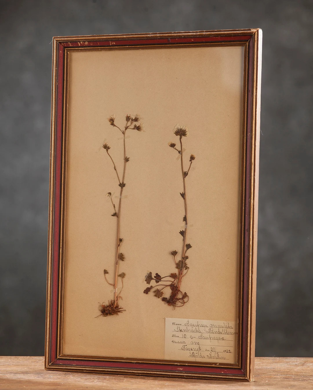 Antique 1922 Swedish HERBARIUM Page in Frame, Vintage Real Pressed Plants, Botanical Specimen, Re... | Etsy (US)