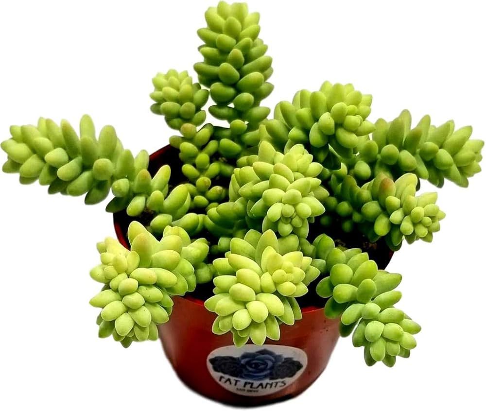 Living Succulent 4" Donkey Tails, Fully Rooted Succulents Plants Live, Succulent Plants Trailing ... | Amazon (US)