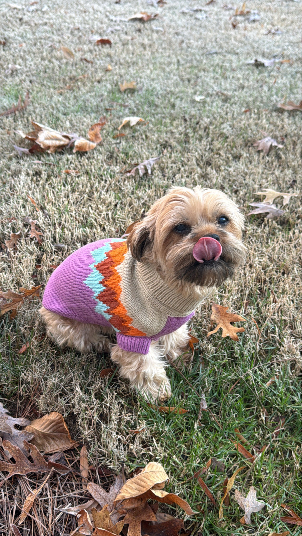 Don't forget to dress your fur babies in style during this cold weather! 

#LTKFamily #LTKSeasonal #LTKFindsUnder50