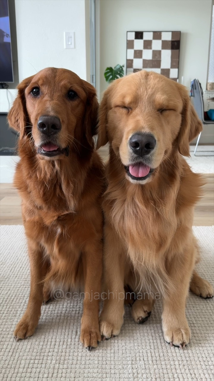 All things dog grooming❤️


#LTKfamily #LTKVideo