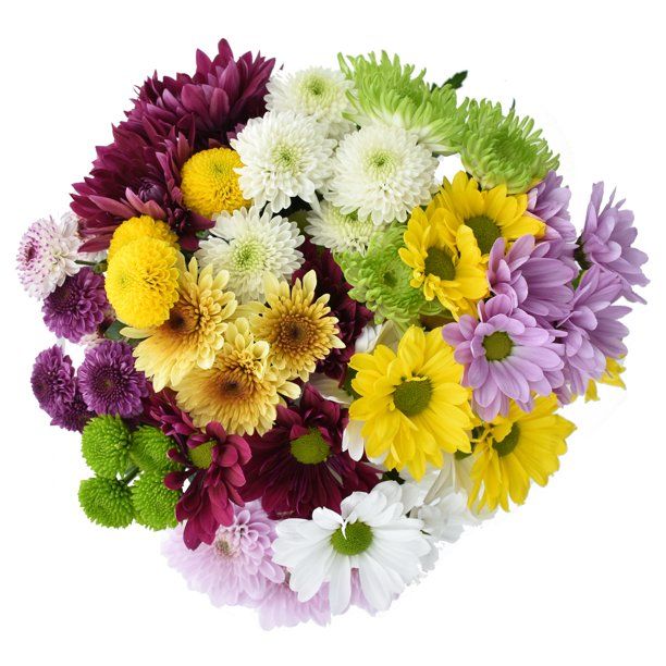 Large Rainbow Poms (Fresh Cut Flowers) - Walmart.com | Walmart (US)