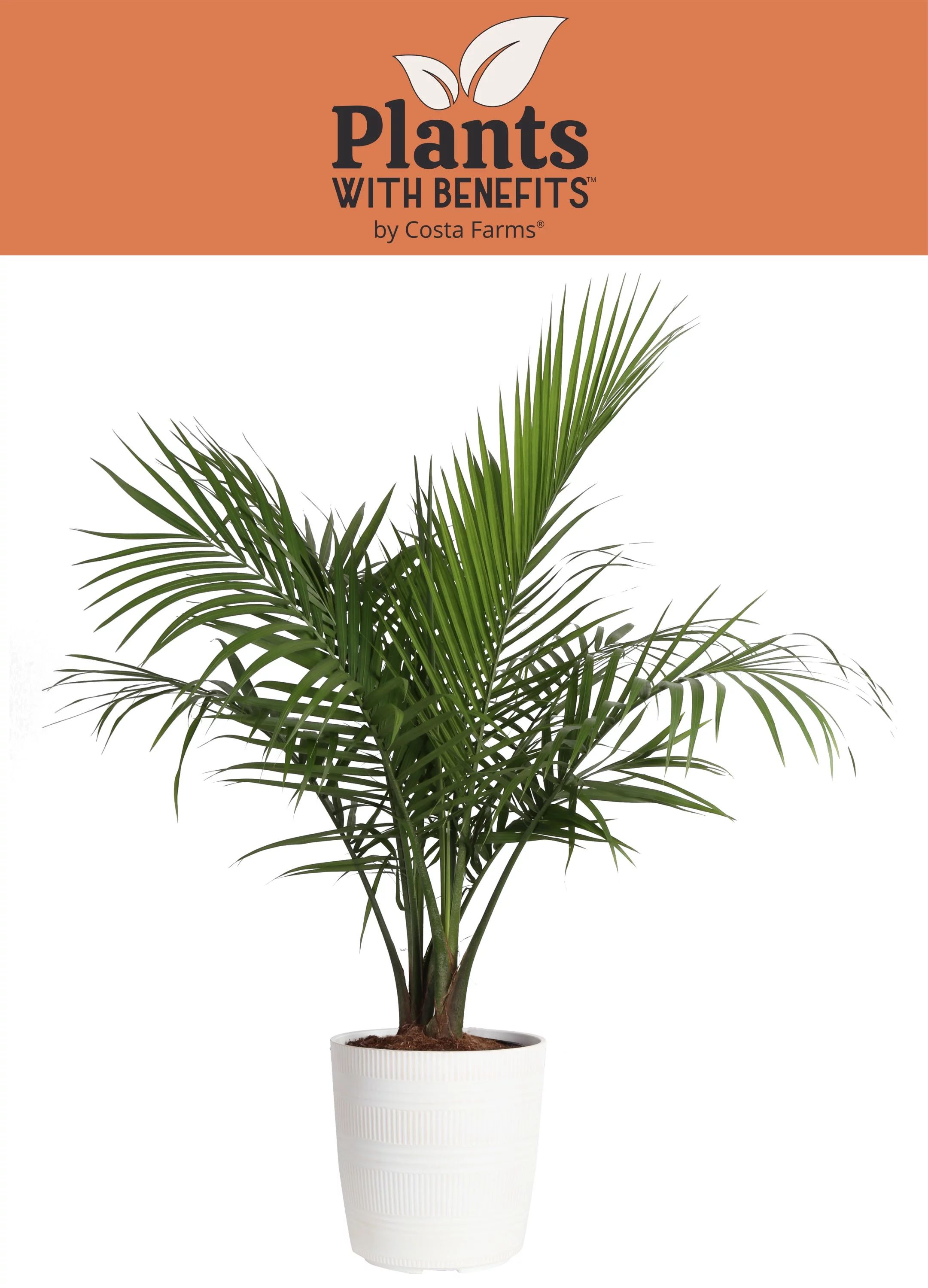 Plants with Benefits Live Green Majesty Palm Plant in 10in. Décor Pot - Walmart.com | Walmart (US)