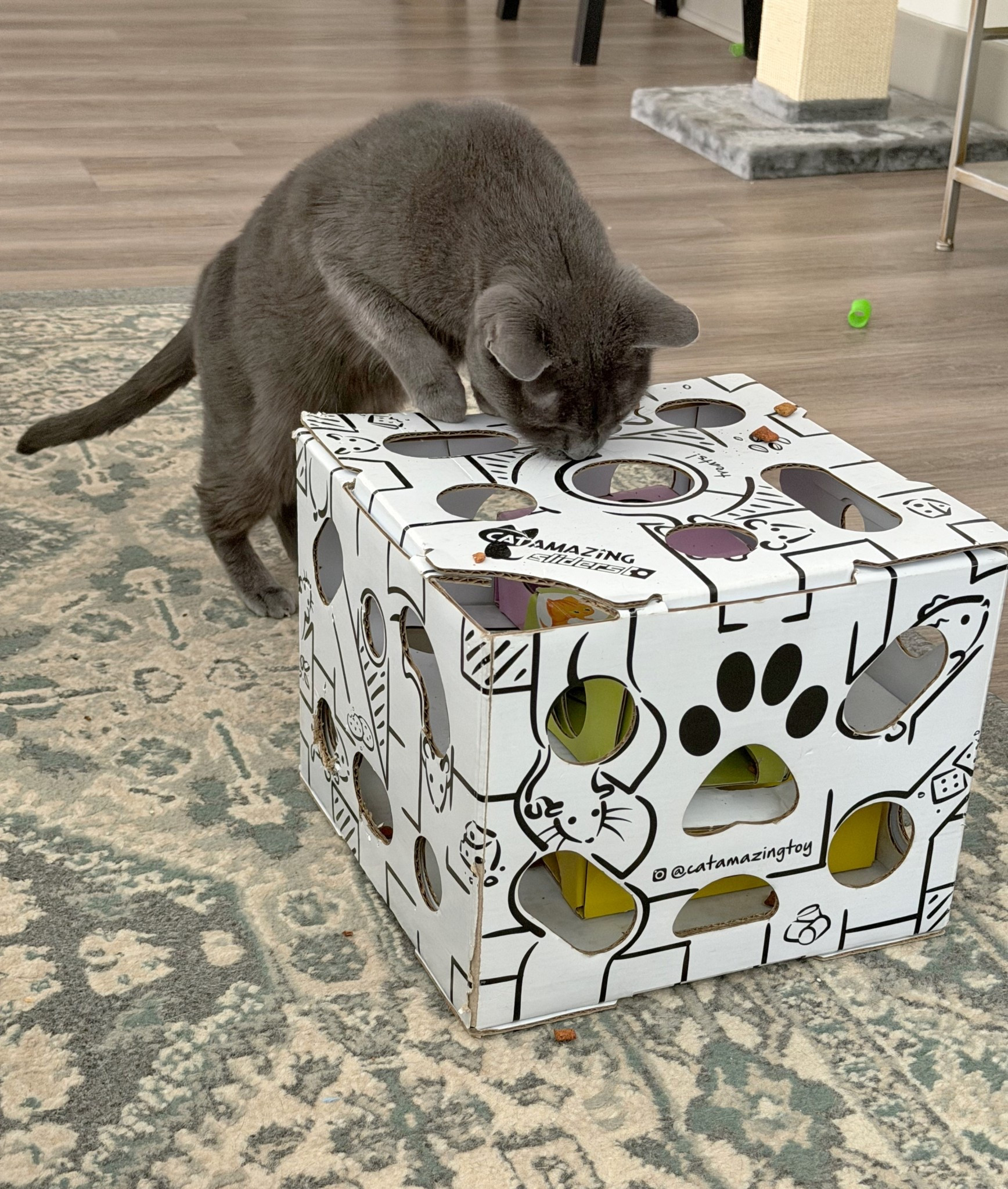 If you have cats, you need this treat puzzle box! We’ve had it for a couple of years and our cats love it. Pour some treats in and they work to get them out- it keeps them busy!

#LTKKids #LTKdayinmylife #LTKHome