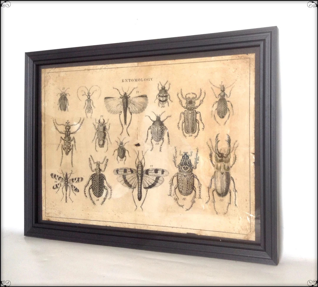 Victorian Entomology Illustration - Hand Aged Art Print A4 Size. - Etsy UK | Etsy (US)