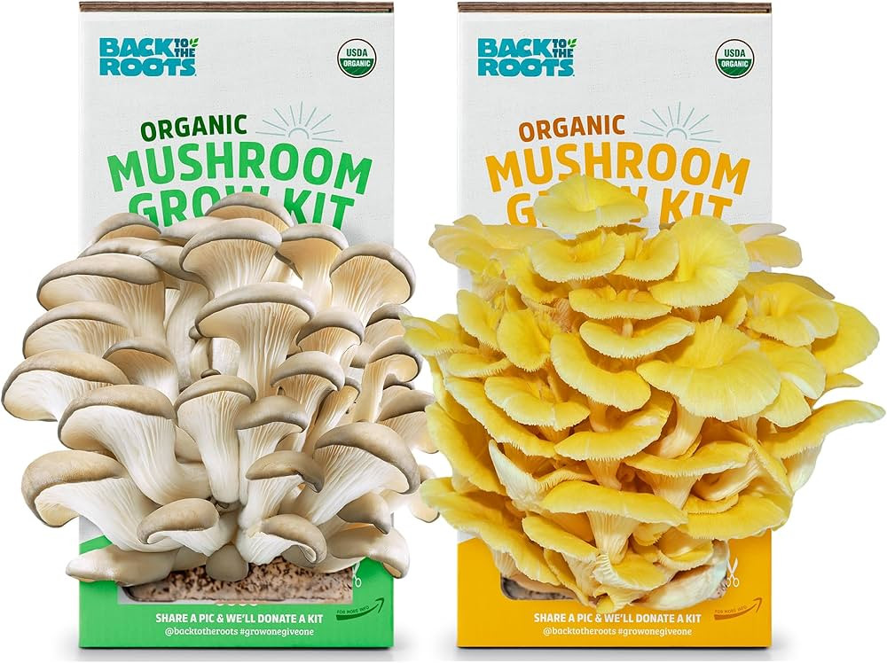 Back to the Roots Organic Pearl and Golden Oyster Mushroom Grow Kit - Grow Your Own Mushrooms at ... | Amazon (US)