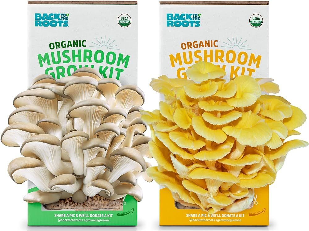 Back to the Roots Organic Pearl and Golden Oyster Mushroom Grow Kit - Grow Your Own Mushrooms at ... | Amazon (US)