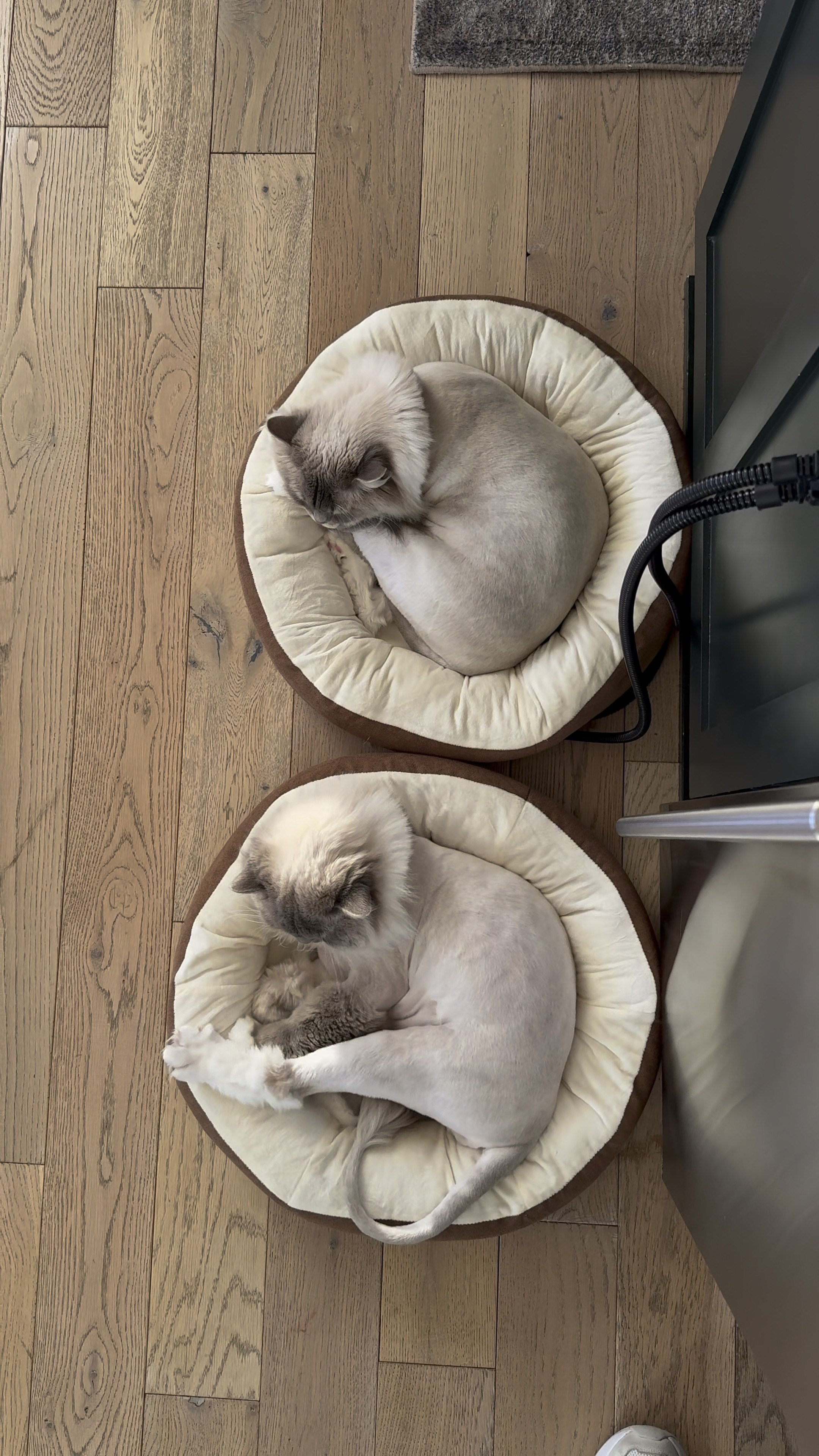 Heated cat beds are exactly what we needed on this cold Nebraska day! 


#LTKFindsUnder50 #LTKFamily #LTKHome