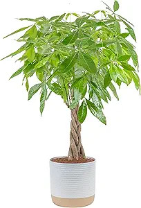 Costa Farms Money Tree Live Plant, Easy to Grow Houseplant Potted in Indoor Garden Pot, Pachira B... | Amazon (US)