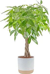 Costa Farms Money Tree Live Plant, Easy to Grow Houseplant Potted in Indoor Garden Pot, Pachira B... | Amazon (US)