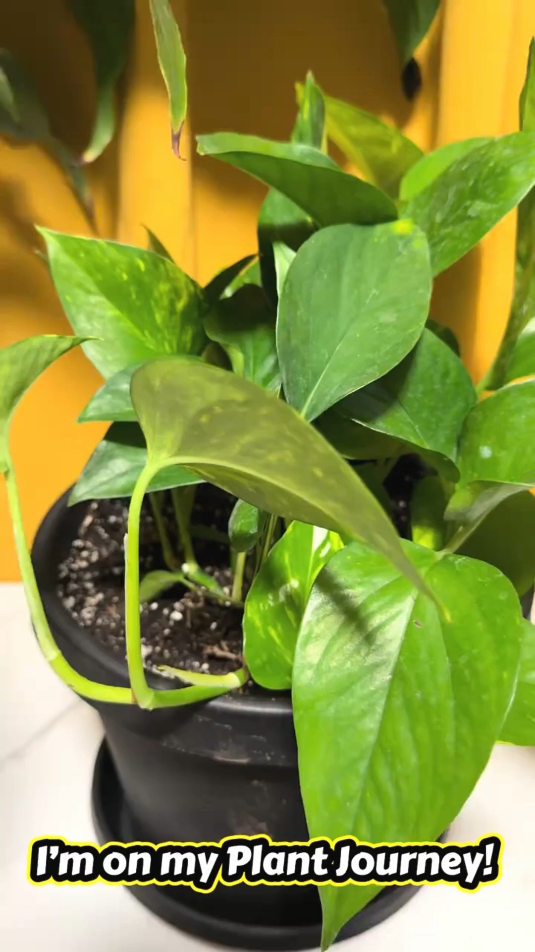 🌿 My Plant Journey Begins… 🌿

Sometimes the best thing you can do for yourself is slow down and grow.

I’ve officially started my plant journey—not just to decorate my space, but to create a place filled with peace, fresh air, and calm energy. There’s something special about caring for something that grows a little every day while reminding you to do the same.

🌱 More greenery
🌱 More deep breaths
🌱 More peace of mind
🌱 More intentional living

This is my reminder that self-care doesn’t always look like a spa day. Sometimes it looks like watering a plant, enjoying a quiet moment, and creating a home that brings you joy.

Who’s on a plant journey with me? Drop your favorite plant recommendations below! 🌿💚

#PlantJourney #GrowingInPeace #PlantLover #HomeSanctuary #SelfCare #MindfulLiving #PlantMom #PeacefulSpaces #GrowThroughWhatYouGoThrough #HomeInspiration

#LTKgrwm #LTKselfcare #LTKHome