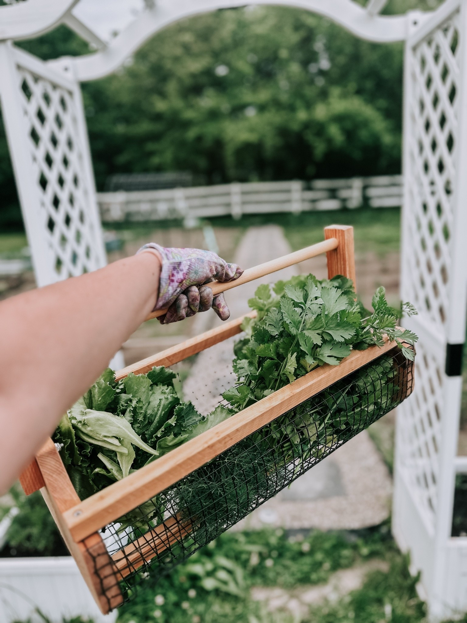 My garden basket! #gardening

#LTKSaleAlert #LTKfoodie #LTKSeasonal