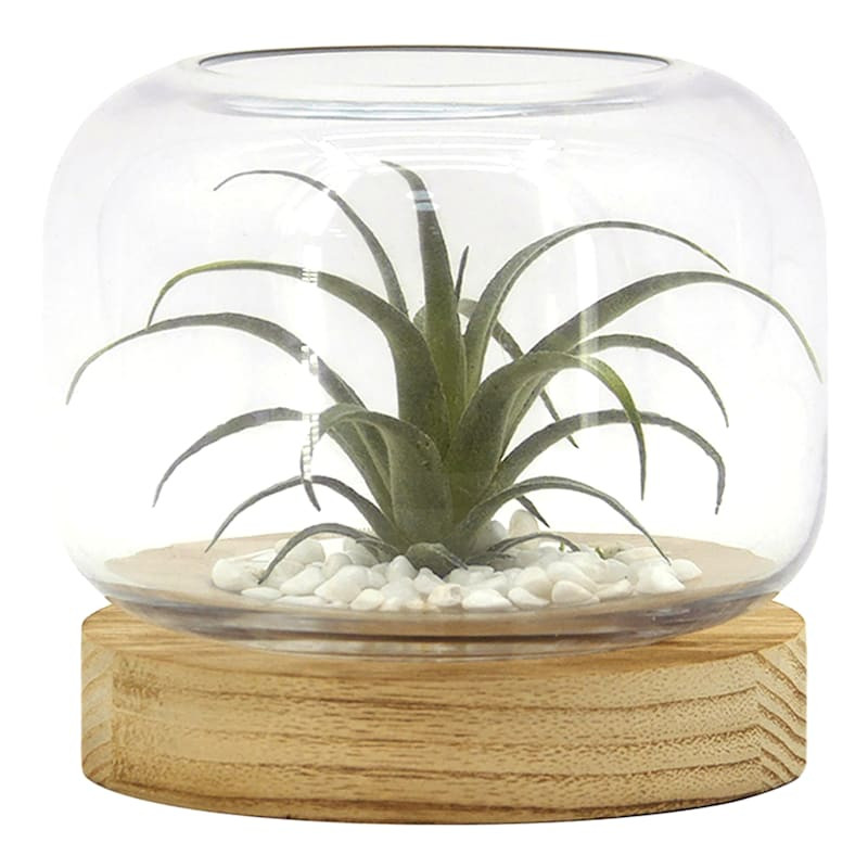 Air Plant in Glass Vessel with Wood Base, 6.1" | At Home