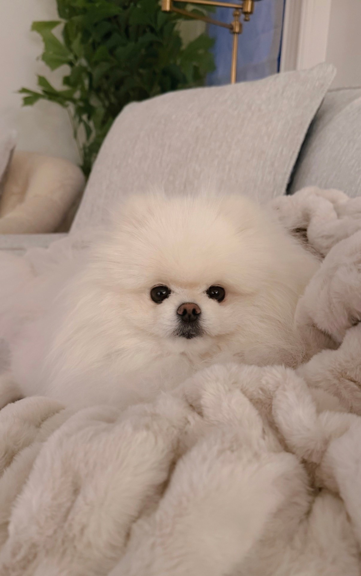 Lola blankets!