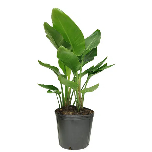 Sykes White Bird of Paradise Live Floor Plant In Pot | Wayfair North America