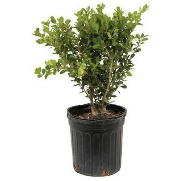 Flowerwood Outdoor Live Japanese Boxwood Evergreen Shrub 2.5 Qt - Walmart.com | Walmart (US)