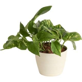 Costa Farms Pothos Indoor Plant in 6 in. White Pot, Average Shipping Height 1-2 ft. Tall CO.PO60.... | The Home Depot