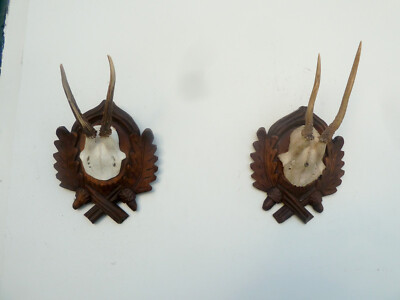 PAIR BLACK FOREST ROE BUCK ANTLERS MOUNTS | eBay US
