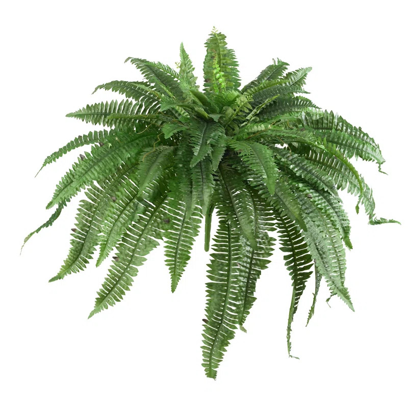17 Stories 2-Piece Boston Fern Plant Set & Reviews | Wayfair | Wayfair North America