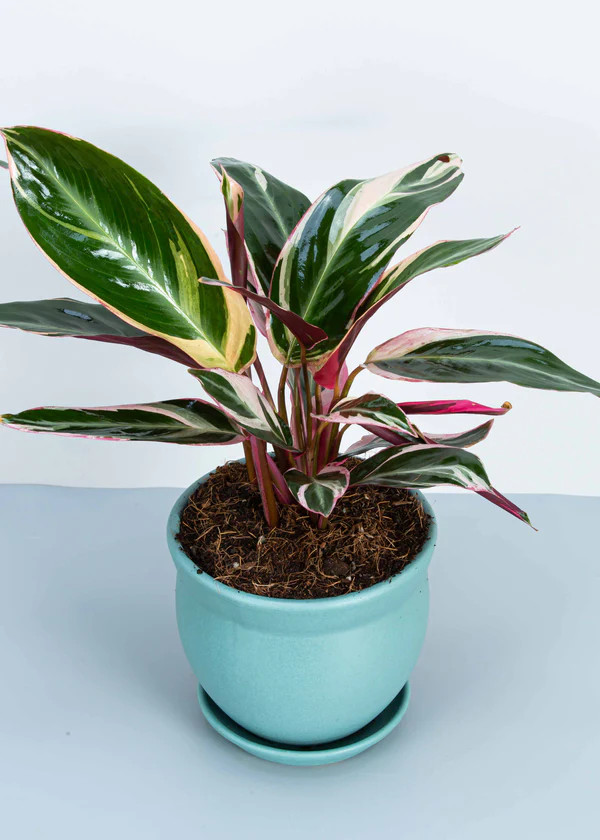 Stromanthe Triostar | Fleur & Co.