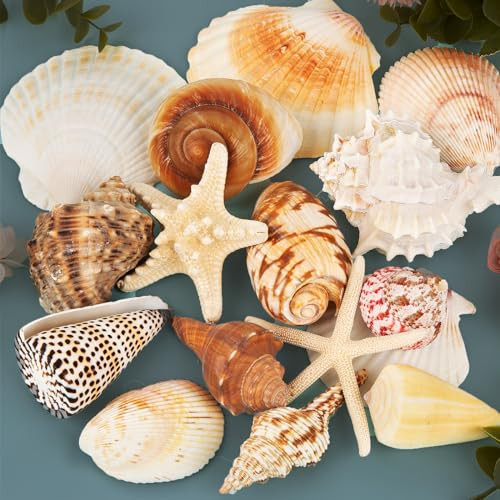 JQAQJU Sea Shells for Decorating 15PCS Large Seashells Starfish Conch for Beach Party,Vase Fillers, Table Scatters, Home Decor, DIY Crafts, Bathroom, Fish Tank Decorations | Amazon (US)