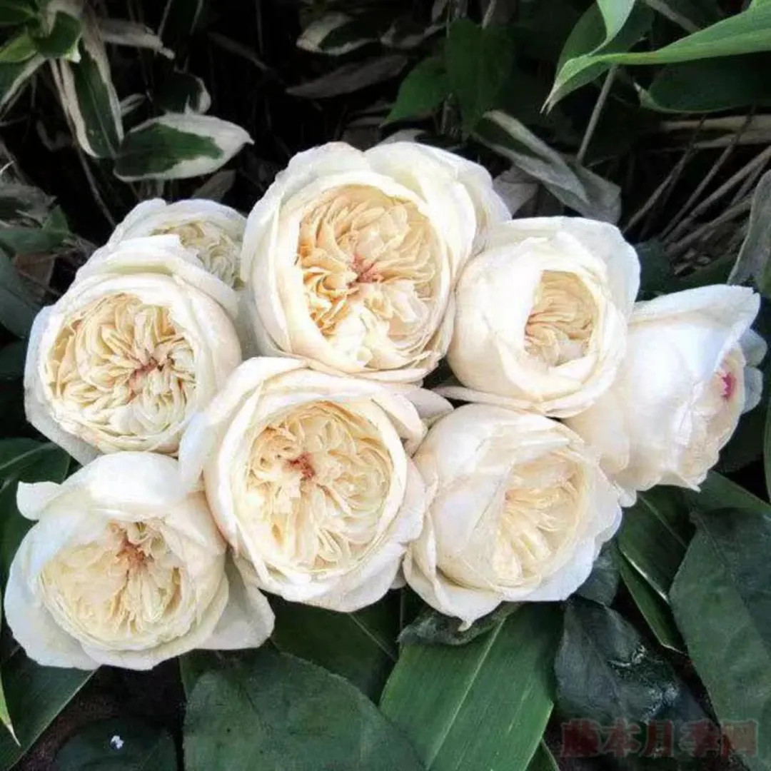 Shiratama 白玉 (japan), 1 Gallon - Etsy | Etsy (US)