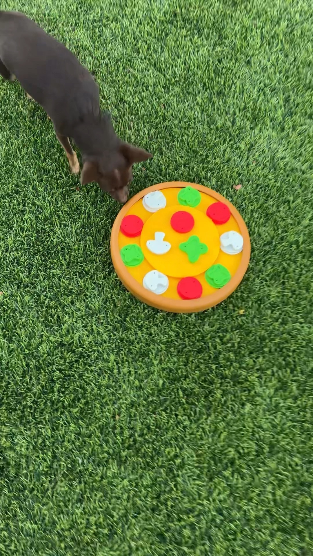 He's all about puzzles right now.. #LTKpet

#LTKVideo #LTKHoliday