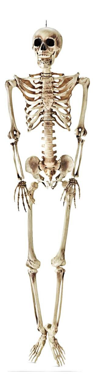 For Living Skeleton Realistic Hanging Full-Size Human, White, 5-ft, Indoor/Outdoor Decoration for... | Canadian Tire